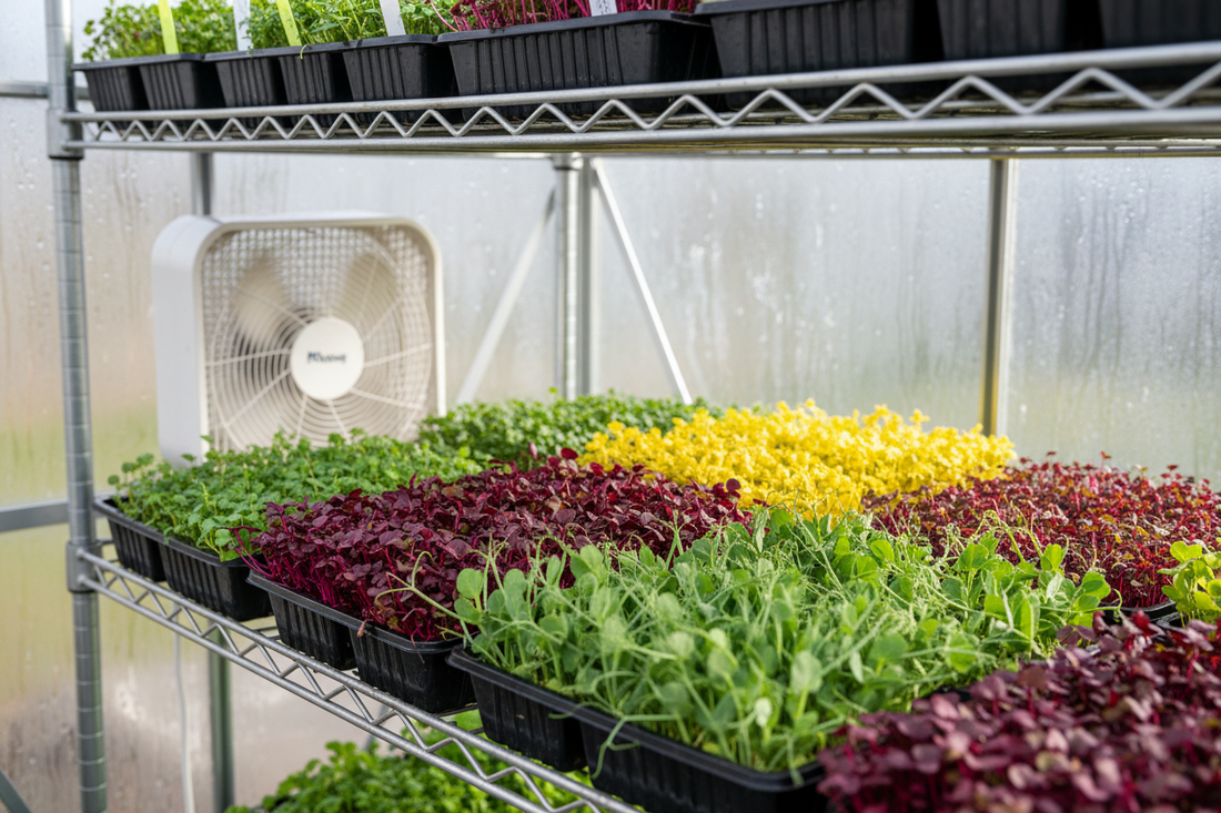Stop Losing Trays: A Grower’s Guide to Greenhouse Airflow