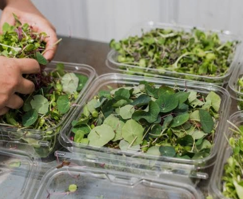 Broccoli Microgreens (4 oz Fresh Pack)