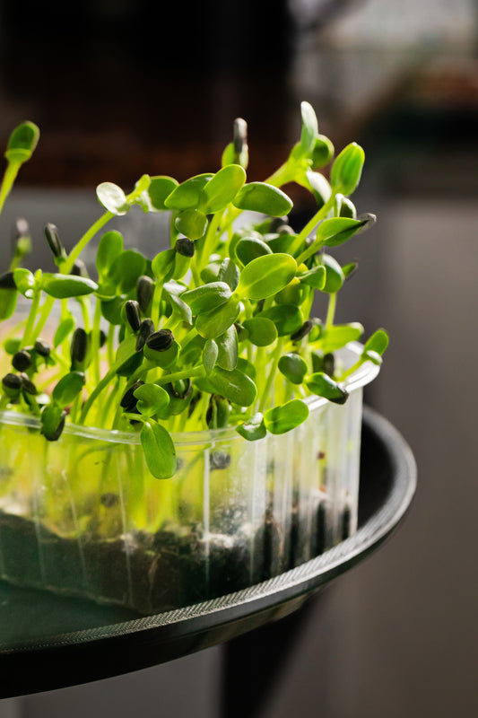 Broccoli microgreens (1 oz fresh pack)